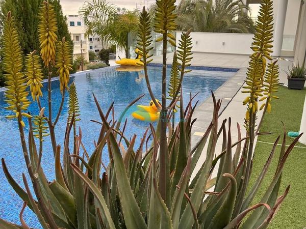 4 bedroom detached house for sale makedonitissa nicosia 8428917 image 14976332
