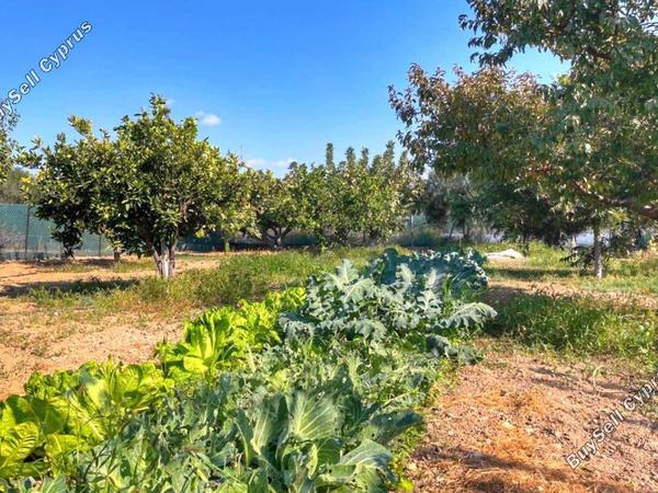 3 bedroom detached house for sale maroni larnaca 1659447 image 13281972