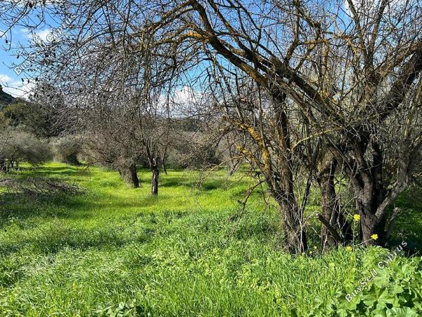 land for sale paramytha limassol 1546577 image 5876382
