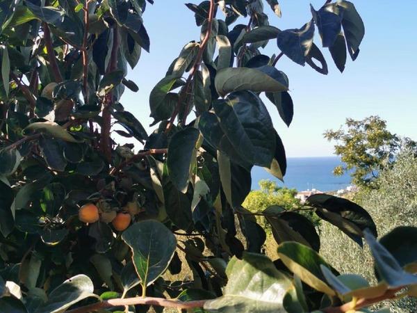 6 bedroom detached house for sale pomos paphos 1684877 image 4406729