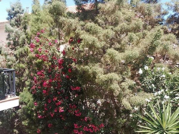 4 bedroom detached house for sale kalogiroi limassol 1896587 image 12717817