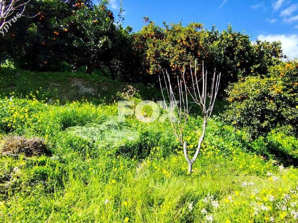 land for sale dierona limassol 7495197 image 9319933