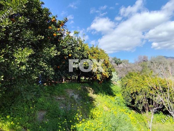 land for sale dierona limassol 7495197 image 9319944