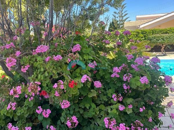 3 bedroom detached house for rent secret valley paphos 8758397 image 16517613