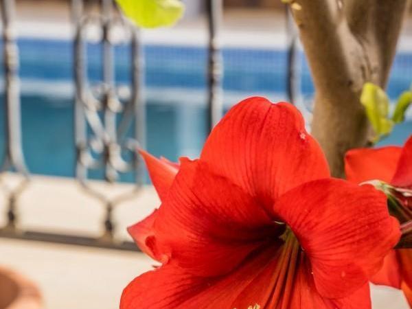 4 bedroom detached house for rent peyia paphos 8639697 image 16024879