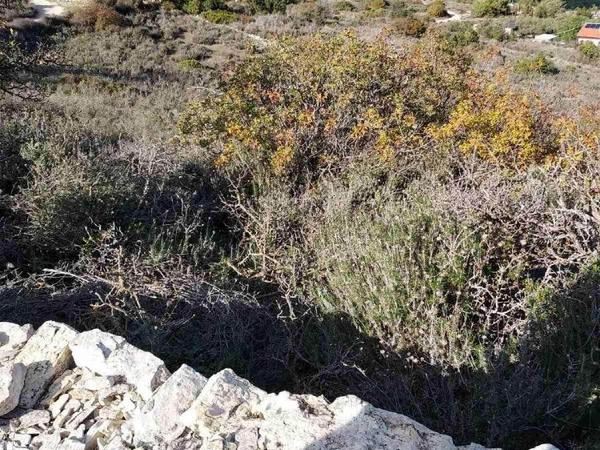 land for sale asgata limassol 1066808 image 1212184