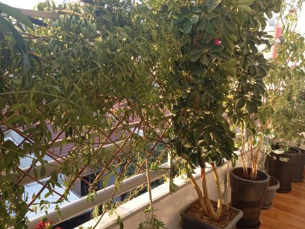 2 bedroom apartment sold agia zoni limassol 1595318 image 4013587