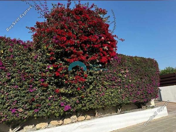 4 bedroom detached house for rent peyia paphos 8574648 image 16054551