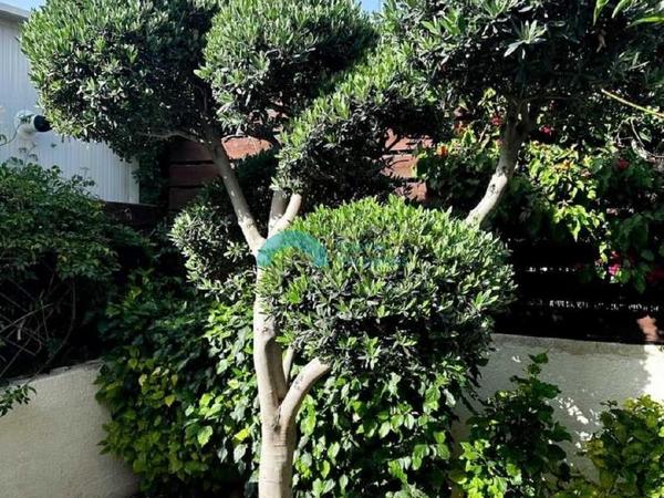 4 bedroom detached house for rent peyia paphos 8574648 image 16054558