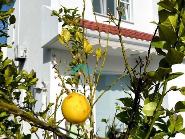 4 bedroom detached house for rent peyia paphos 8574648 image 16054560