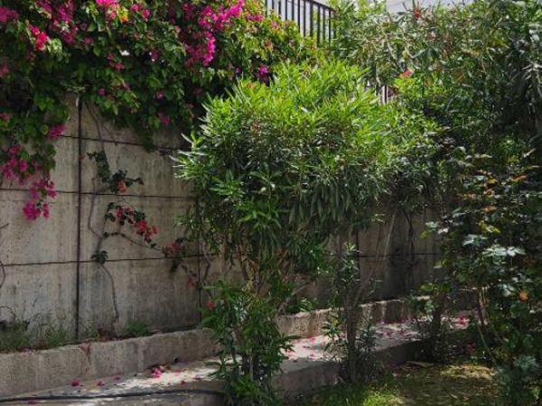 3 bedroom semi detached house for sale tombs of the kings paphos 1821058 image 6355645