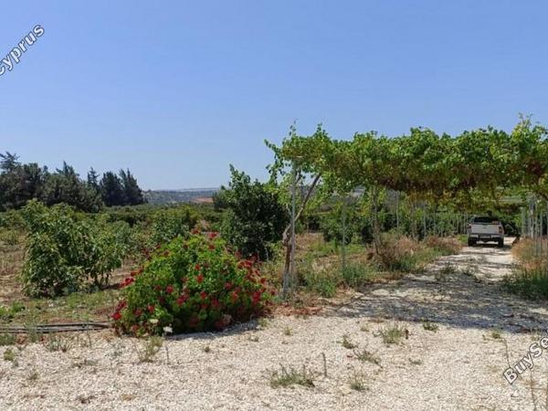 land for sale neo chorio paphos 1385958 image 15298876