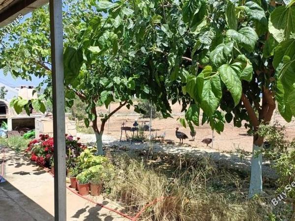 land for sale neo chorio paphos 1385958 image 15298885