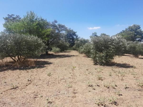 land for sale mathiatis nicosia 1092168 image 16176598