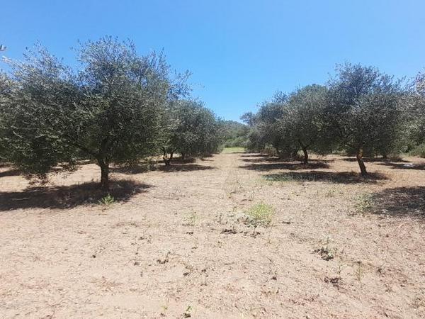 land for sale mathiatis nicosia 1092168 image 16249804