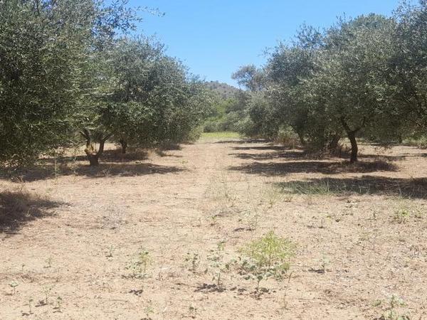 land for sale mathiatis nicosia 1092168 image 16249805