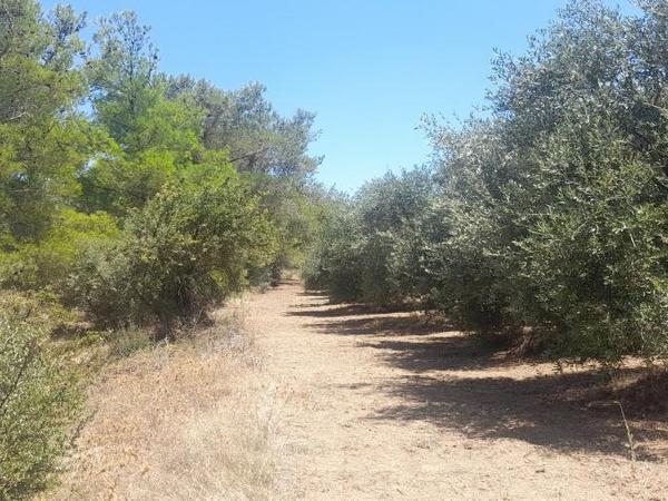 land for sale mathiatis nicosia 1092168 image 16249806