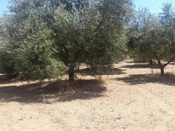 land for sale mathiatis nicosia 1092168 image 16249807