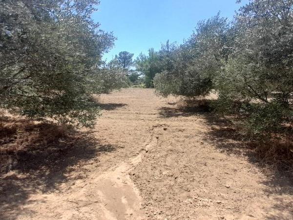 land for sale mathiatis nicosia 1092168 image 16249811