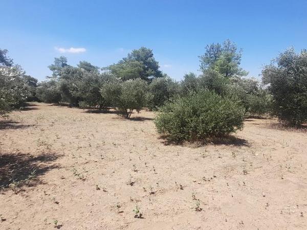 land for sale mathiatis nicosia 1092168 image 16249813