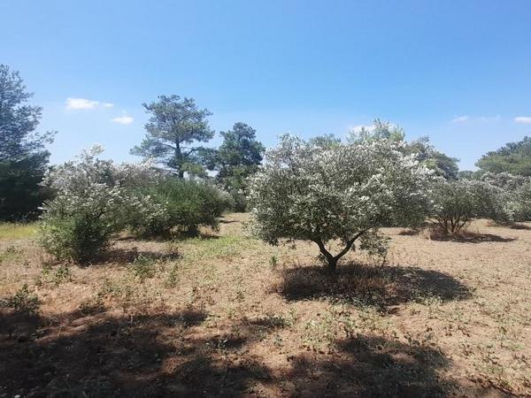 land for sale mathiatis nicosia 1092168 image 16249814