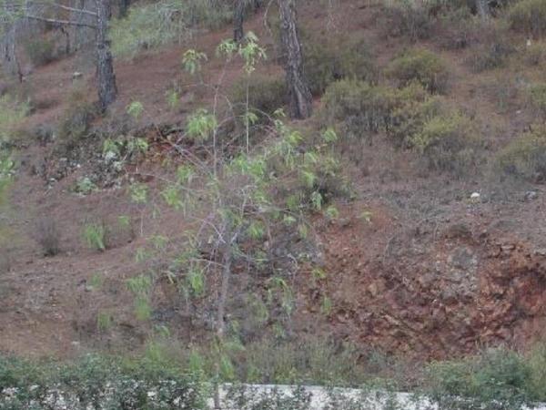 3 bedroom detached house for sale klirou nicosia 1684668 image 5185186