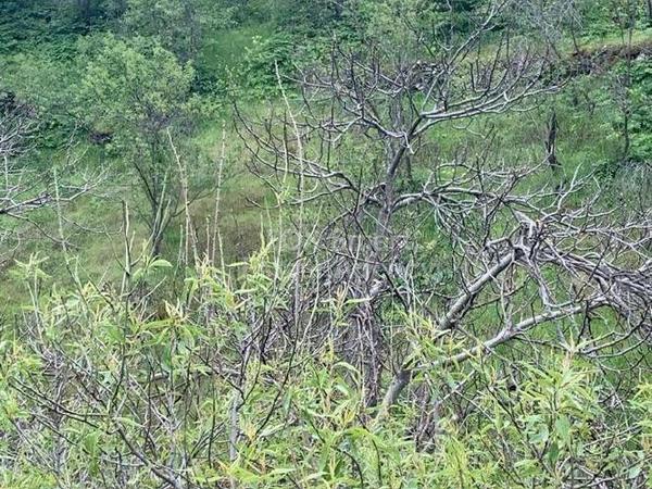 plot for sale askas nicosia 1935978 image 13630691