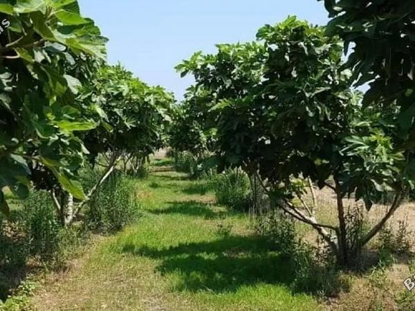 land for sale zygi larnaca 7899188 image 11101022
