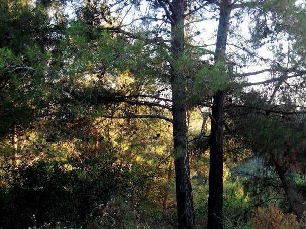 land for sale moniatis limassol 7739788 image 12578070