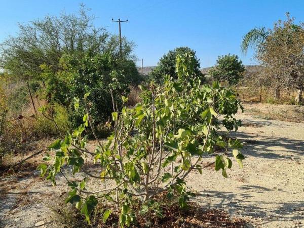 3 bedroom detached house for sale moni limassol 979898 image 9395931