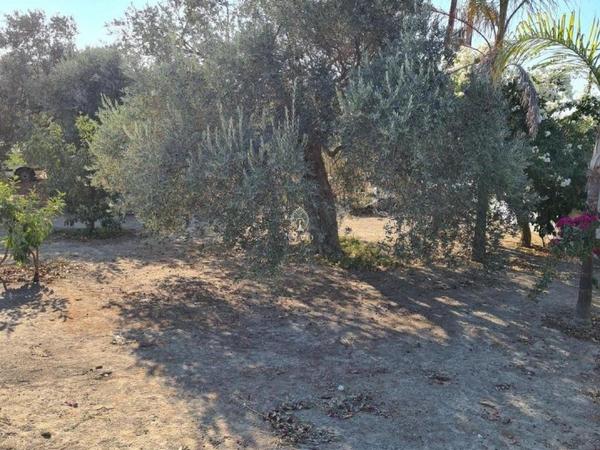 3 bedroom detached house for sale moni limassol 979898 image 9395954