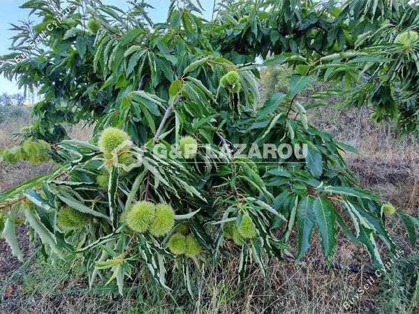 land for sale kampos nicosia 1813529 image 6268049