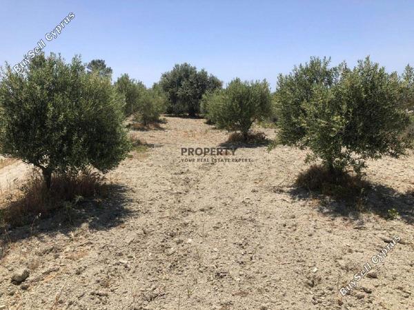 land for sale monagroulli limassol 1924849 image 12701248