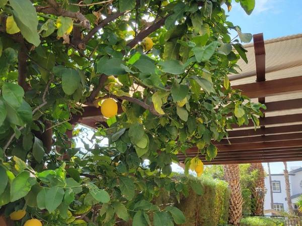 4 bedroom detached house for sale kalogiroi limassol 7903059 image 11108249