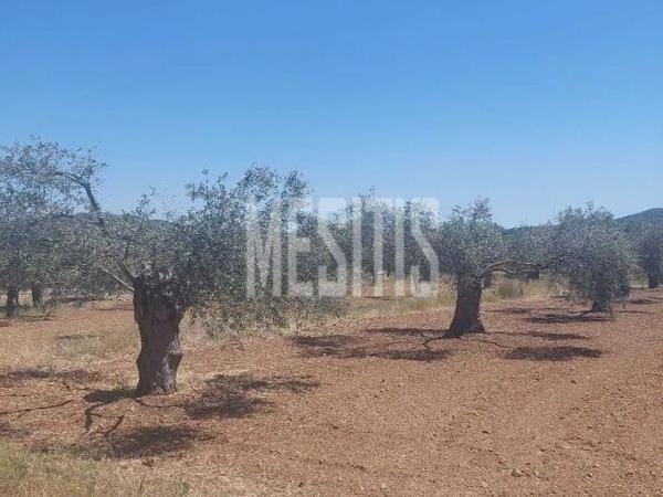 plot for sale kornos larnaca 7940059 image 11310302