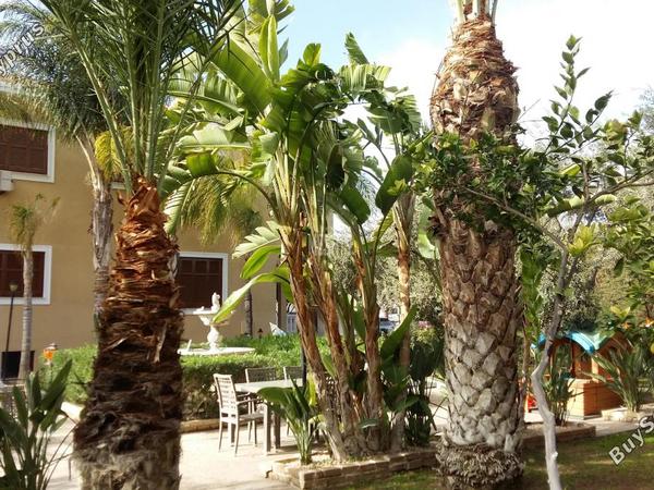 6 bedroom detached house for sale makedonitissa nicosia 977459 image 10552858