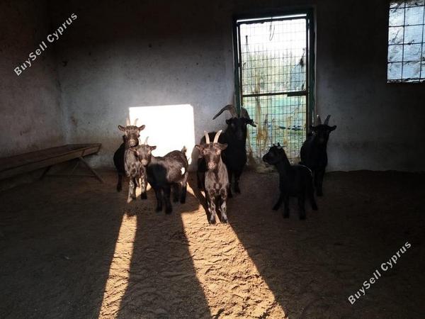 studio commercial building for sale moni limassol 8676289 image 16075911