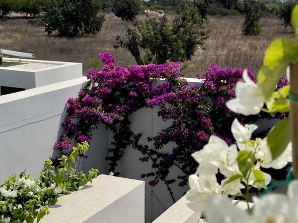 3 bedroom detached house for sale peyia paphos 1618589 image 13122117