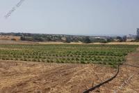 19932 SQM Land in Kalavasos (Larnaca) for sale 