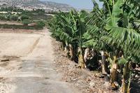 12000 SQM Land · Sea Caves Peyia (Paphos) for sale 