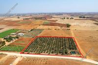 9384 SQM Land in Avgorou (Famagusta) for sale 