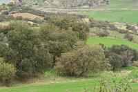 4348 SQM Land in Simou (Paphos) for sale 