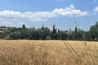 8875 SQM Land in Poli Chrysochous (Paphos) for sale 