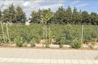 10596 SQM Land in Kato Polemidia (Limassol) for sale 
