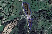 29782 SQM Land in Meladia (Paphos) for sale 