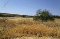 8027 SQM Land in Orounta (Nicosia) for sale 