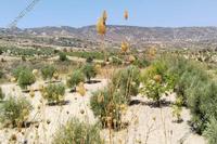 7693 SQM Land · Drimou (Paphos) for sale 
