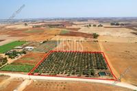 9384 SQM Land · Avgorou (Famagusta) for sale 