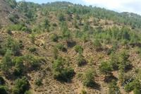 4683 SQM Land in Kalopanagiotis (Nicosia) for sale 