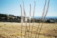 1273 SQM Plot in Agia Fyla (Limassol) for sale 